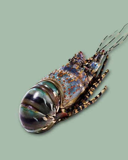 Whole wild-caught Kaiar tropical rock lobster from the Torres Strait