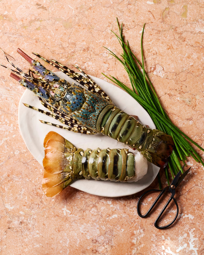 Whole Kaiar Lobster